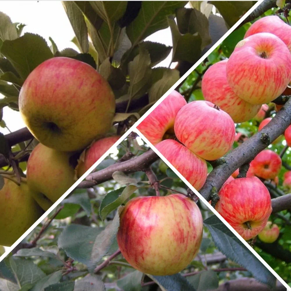 Яблоня дерево сад мельба конфетное медуница
