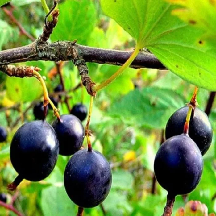 Крыжовник орленок