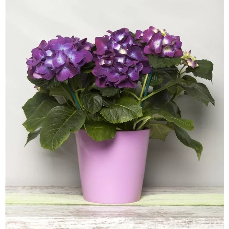 Гортензия Нинбо Р12 (ИС) крупнолистовая