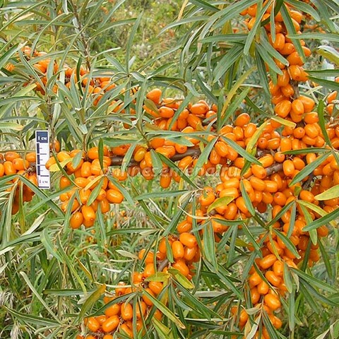 Облепиха превосходная