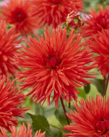 Парк идилия