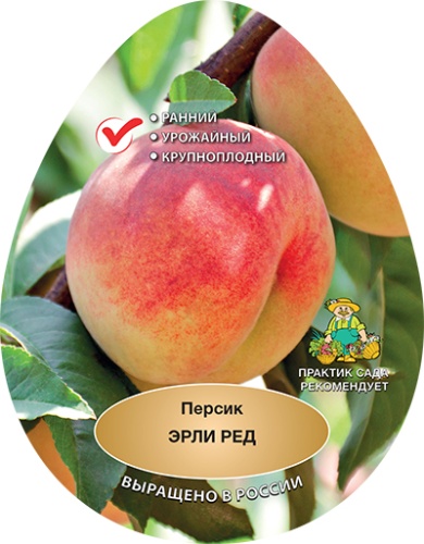 Персик эрли ред