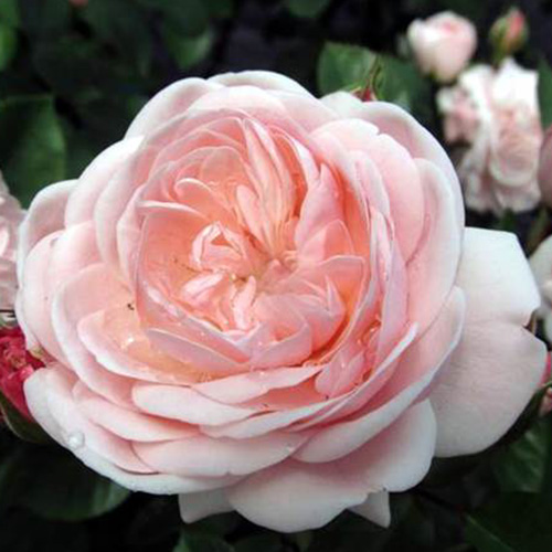 Роза байландо