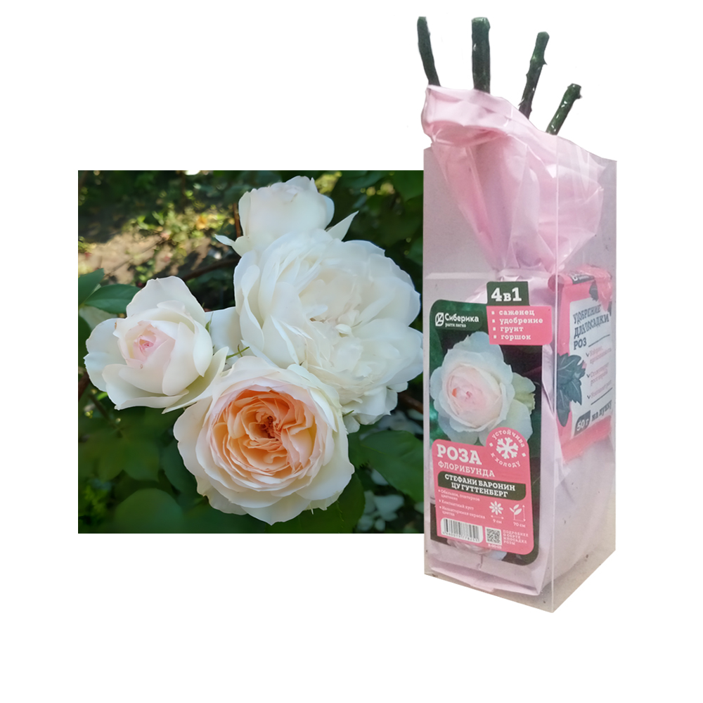 Роза Стефани Боронин цу Гуттенберг (Сиберика) Флорибунда