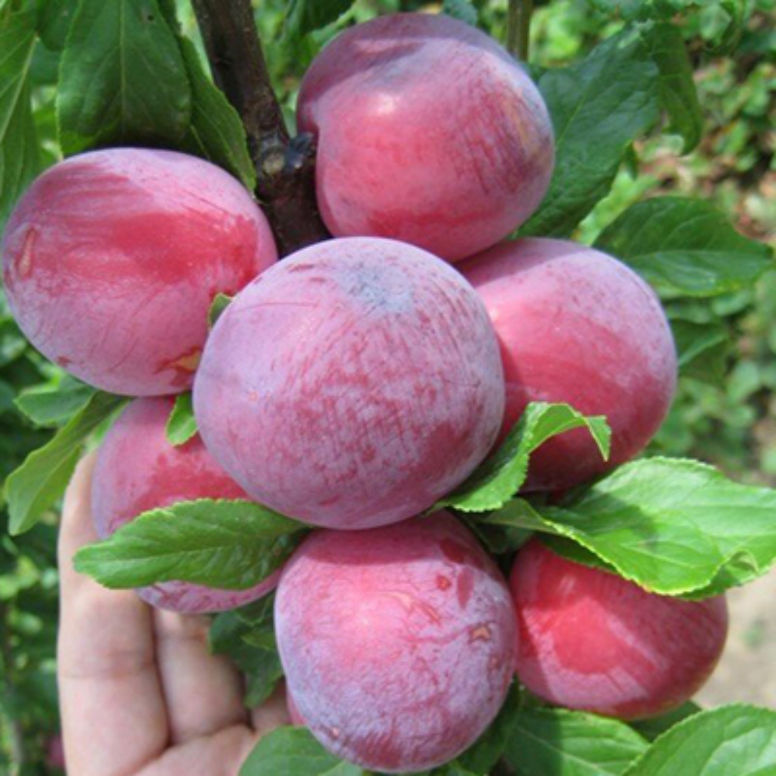 Слива несмеяна