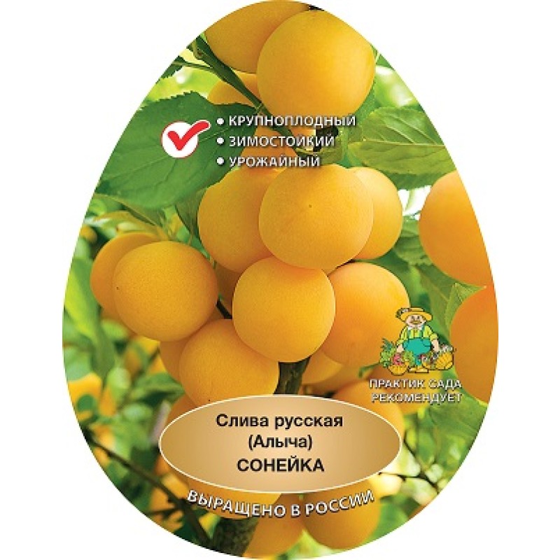 Слива Сонейка (Поиск) этикетка