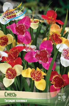 Тигридиясмесь