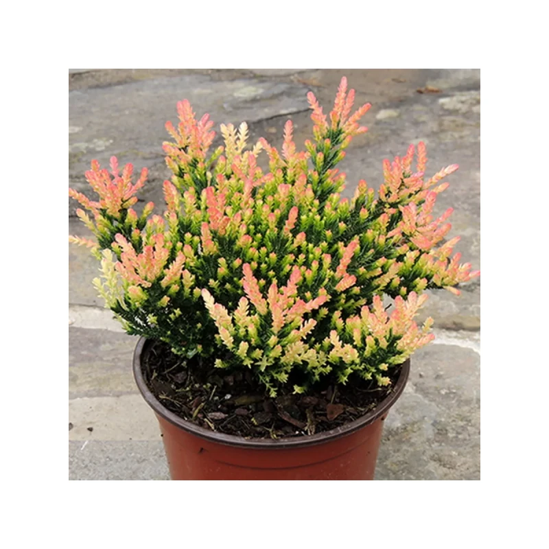 Вереск Спринг Точ (Поиск)