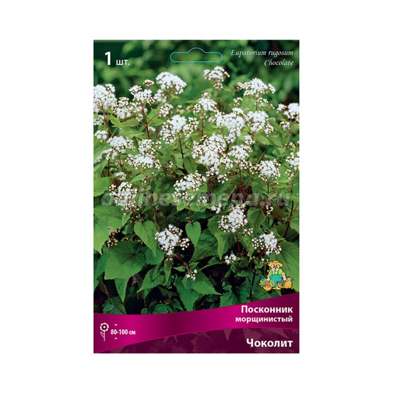 Посконник Чоколит (Поиск)