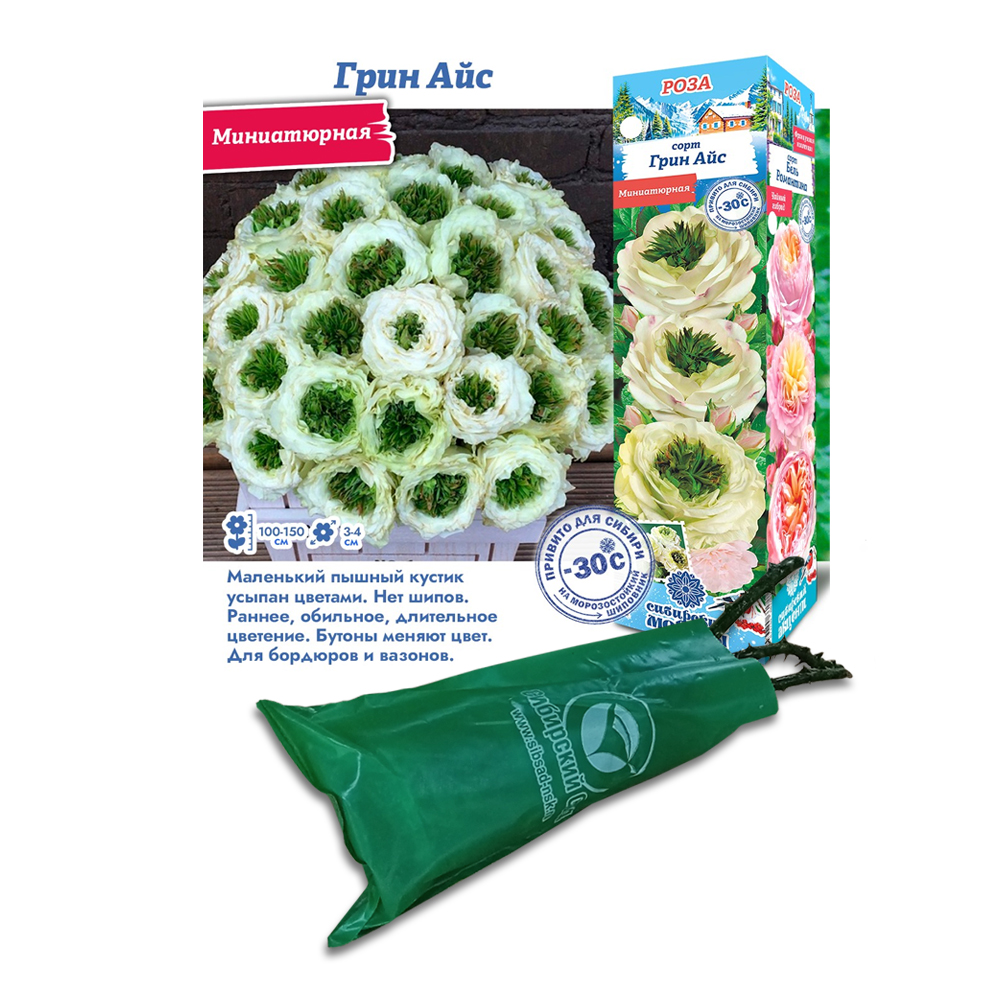 Роза Грин айс (Сиб Сад) миниатюрная
