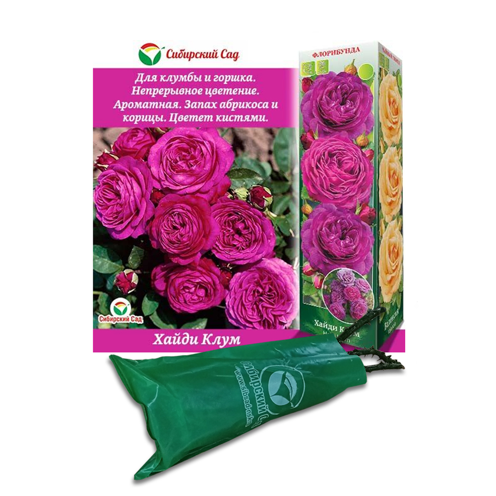 Роза Хайди Клум (Сиб Сад) миниатюрная