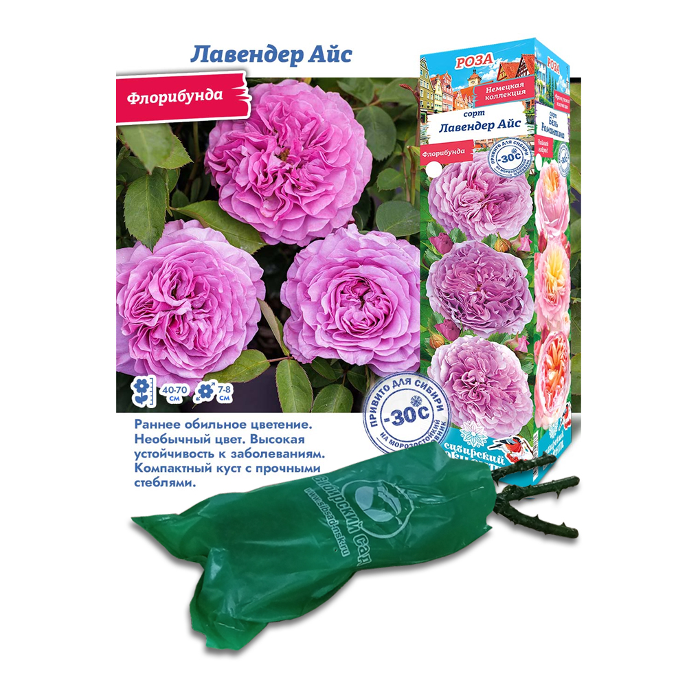 Роза Лавендер Айс (Сиб Сад) флорибунда