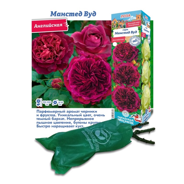Роза Манстед Вуд (Сиб.Сад) английская
