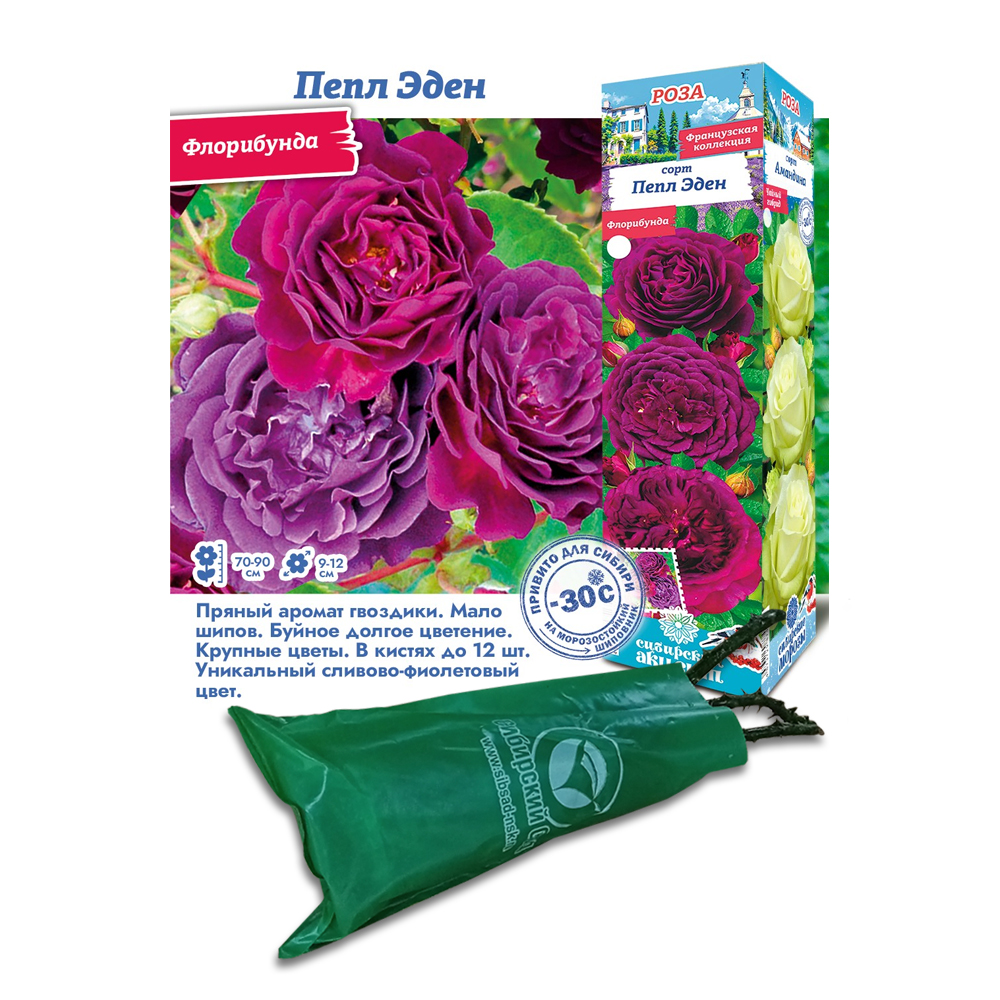 Роза Пепл Эден (Сиб Сад) флорибунда