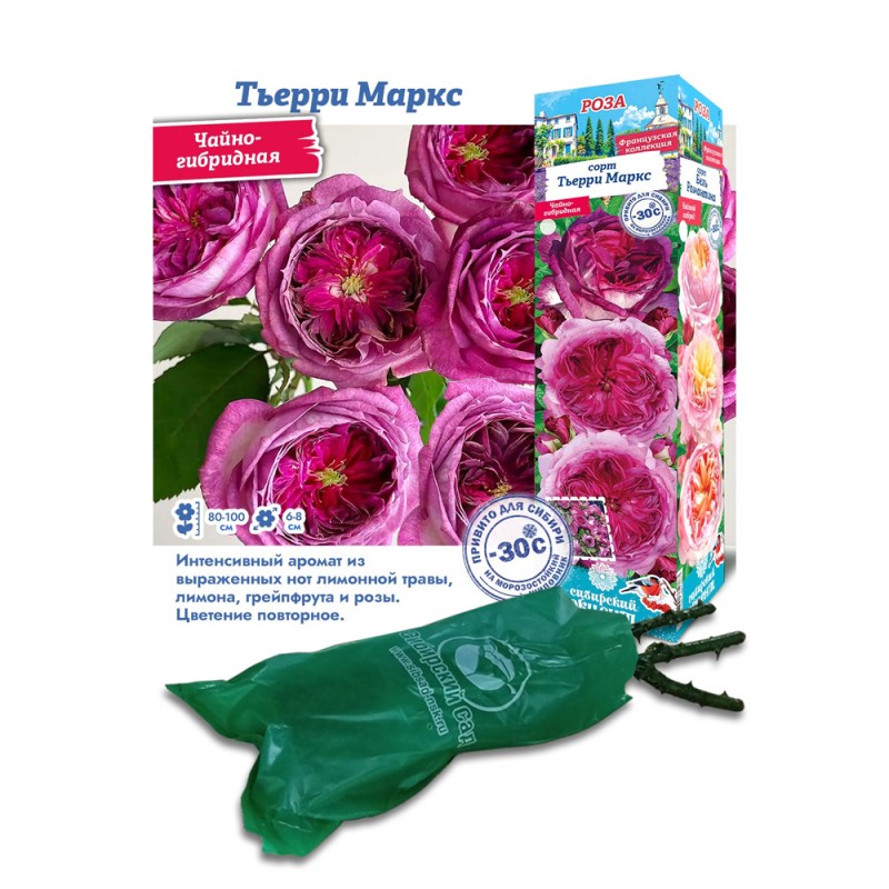 Роза Тьерри Маркс (Сиб.Сад) Флорибунда