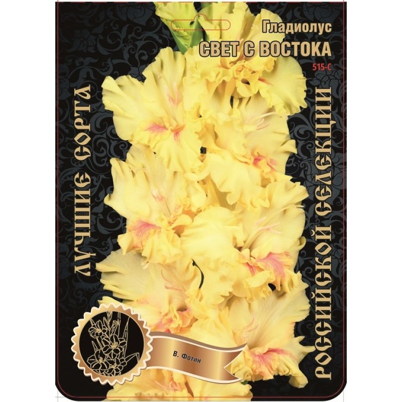 Гладиолус Свет с востока (Сиб.сад) 7 /2р-р