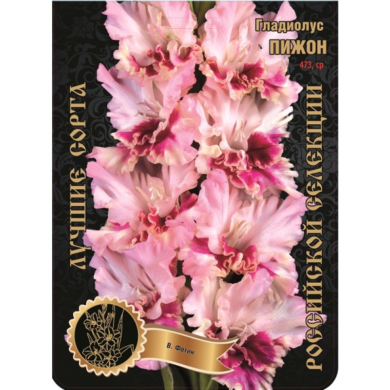 Гладиолус Пижон (Сиб.сад) 7/1р--р