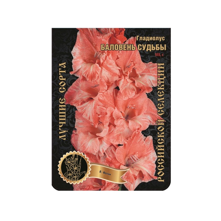 Гладиолус Баловень судьбы (Сиб.сад) 7 / 1р-р