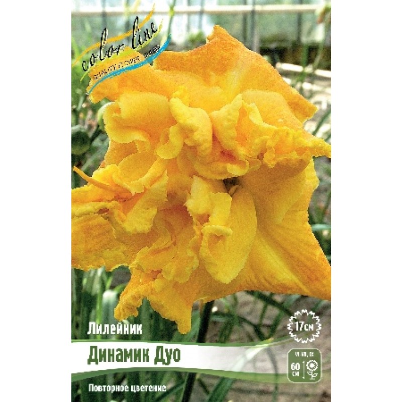 Лилейник Динамик Дуо (ИС) 1