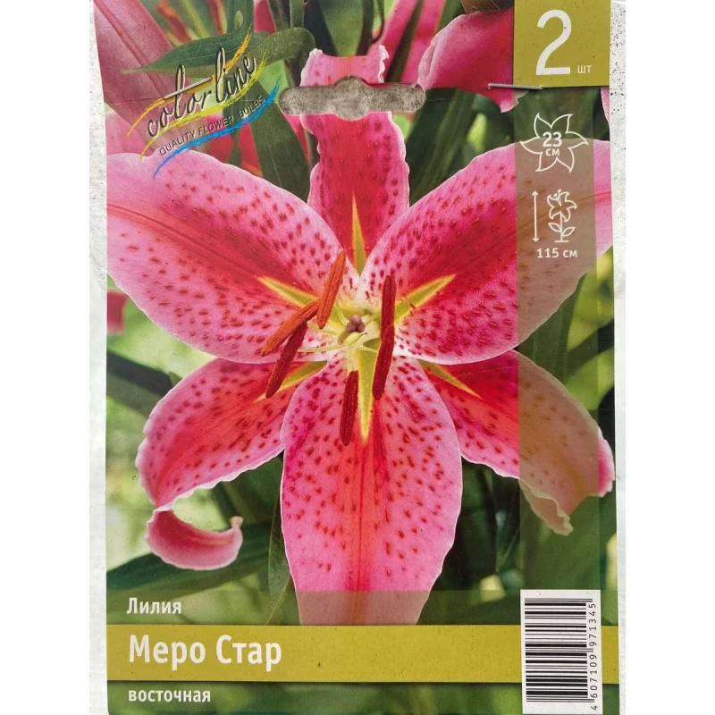 Лилии Меро Стар 12/14 (ИС) 2 эконом