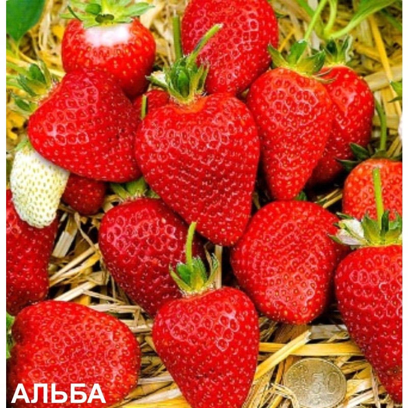 Земляника АЛЬБА (кассета 6*4)