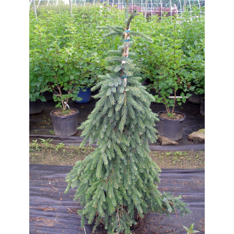 Ель сербская Пендула C1.5