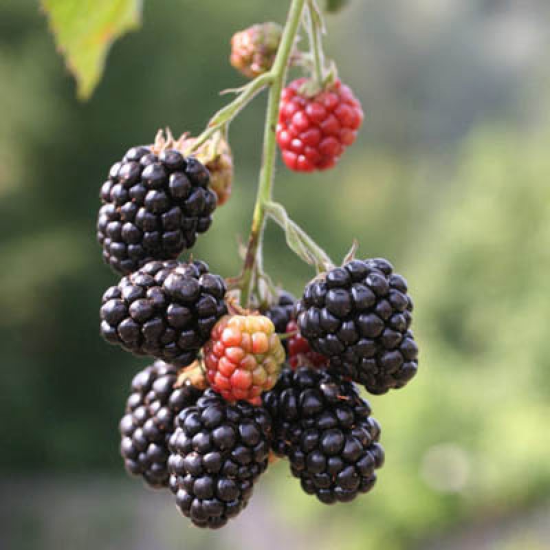 Ежевика Тонфри (Поиск)