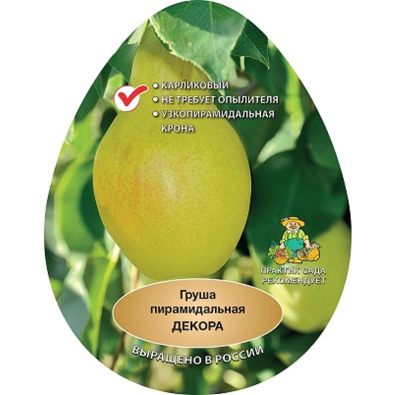 Груша Декора (Поиск) пирамидальная этикетка