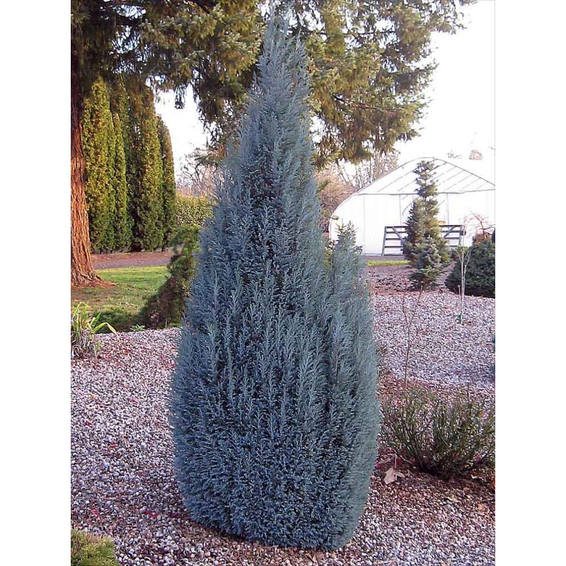 Кипарисовик лавсона Блю Сюрпрайз Р9 20-25