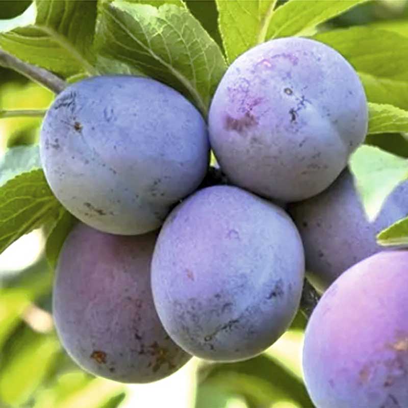 Слива кромань