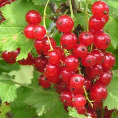 Смородина красная Натали