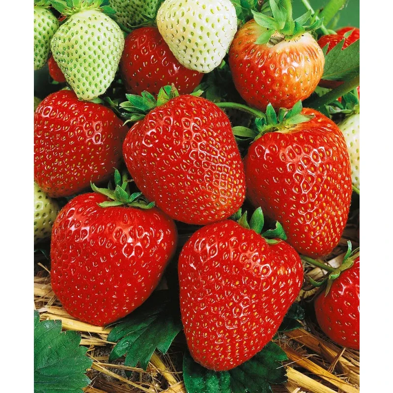 Земляника ВИМА РИНА (кассета 6*4)