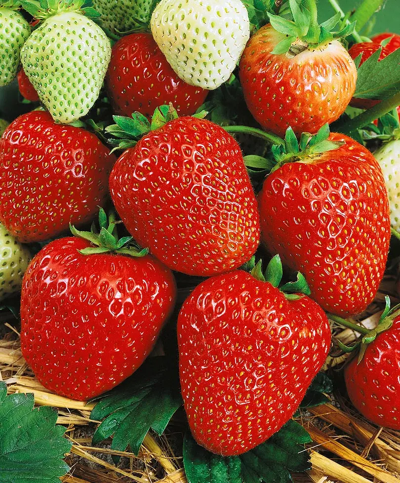 Земляника Вима Рина