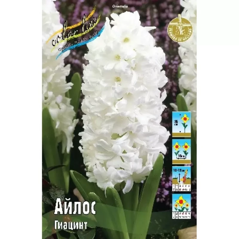 Гиацинты Айлос 15/16 (ИС) эконом