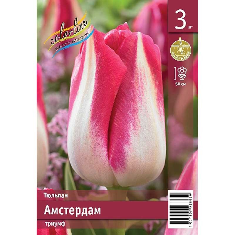 Тюльпан Амстердам (ИС) 3 эконом