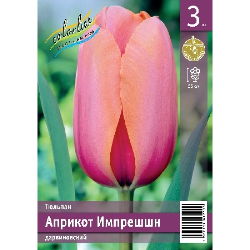 Тюльпан Априкот Импрешшн (ИС) 3 эконом