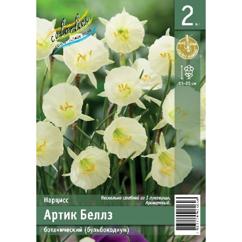 Нарциссы Артик Беллз 12/14 (ИС) 2 эконом