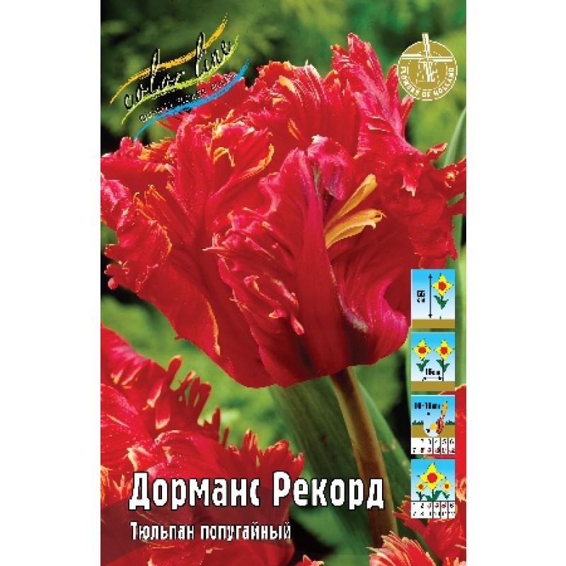 Тюльпан Дорманс рекорд (ИС) 2 эконом