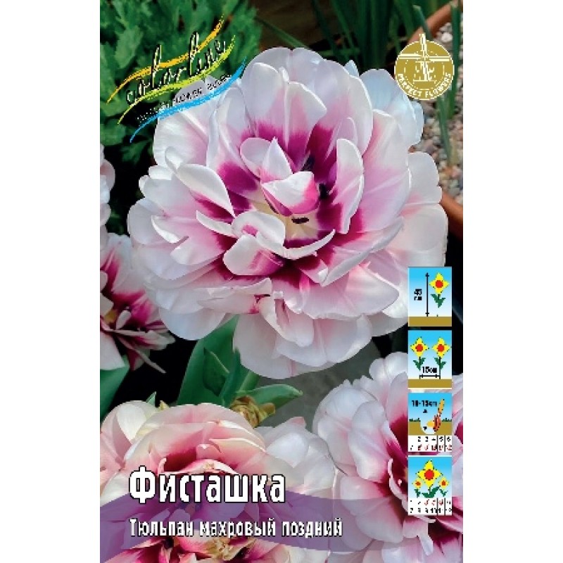 Тюльпан Фисташка (ИС) 7