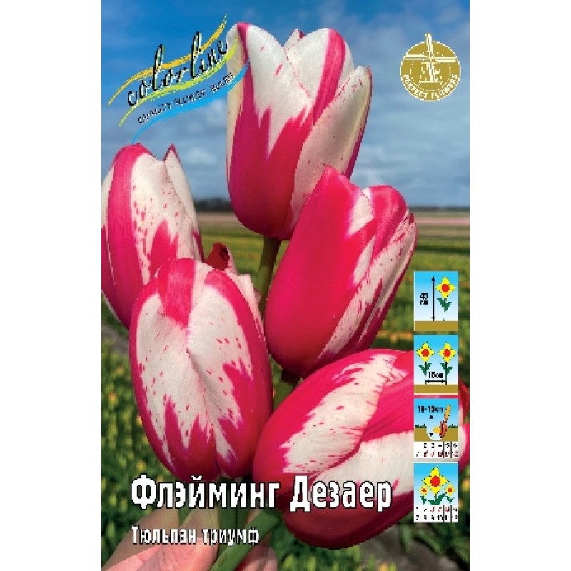 Тюльпан Флэйминг дезаер (ИС) 8