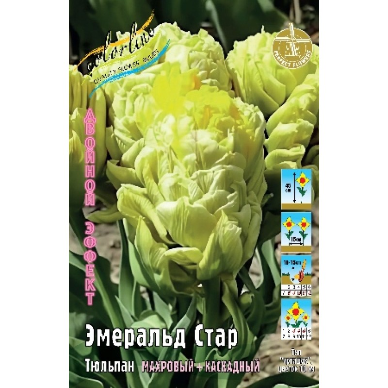Тюльпан Эмеральд стар (ИС) 2 эконом