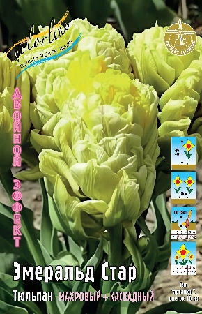 Эмеральд Стар