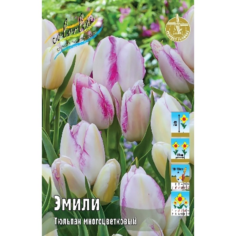 Тюльпан Эмили (ИС) 8