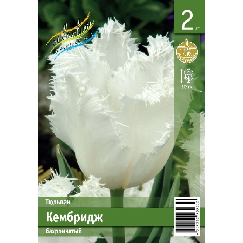 Тюльпан Кембридж (ИС) 2 эконом