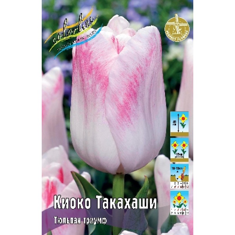 Тюльпан Киоко Такахаши (ИС) 3 эконом