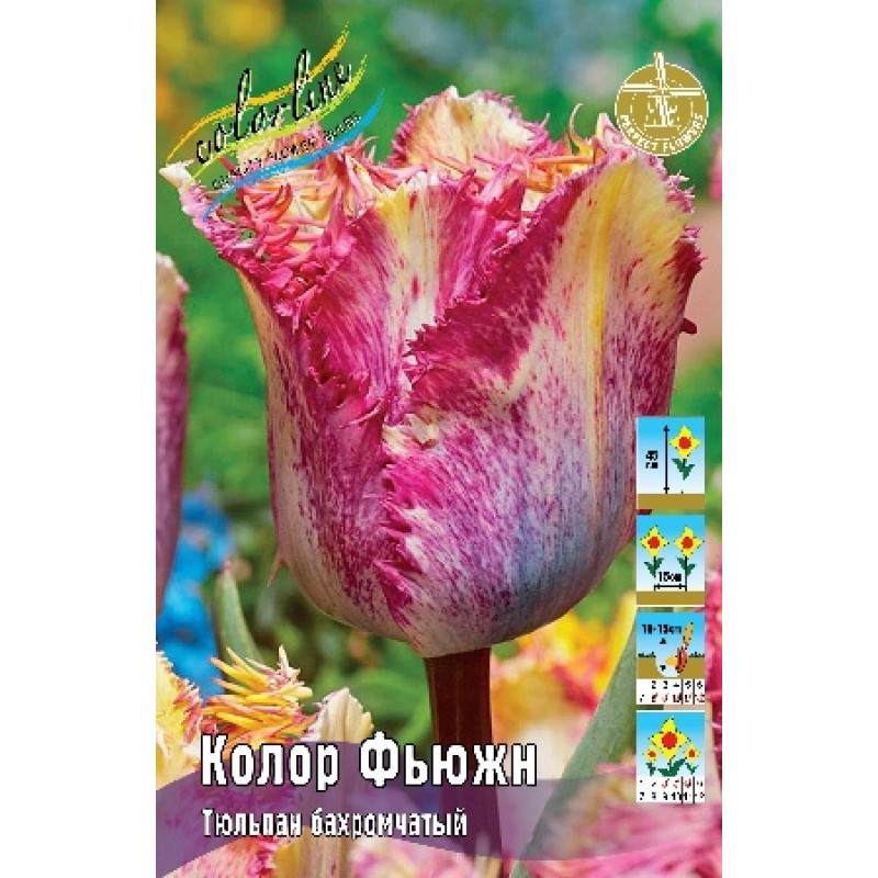 Тюльпан Колор фьюжн (ИС) 8