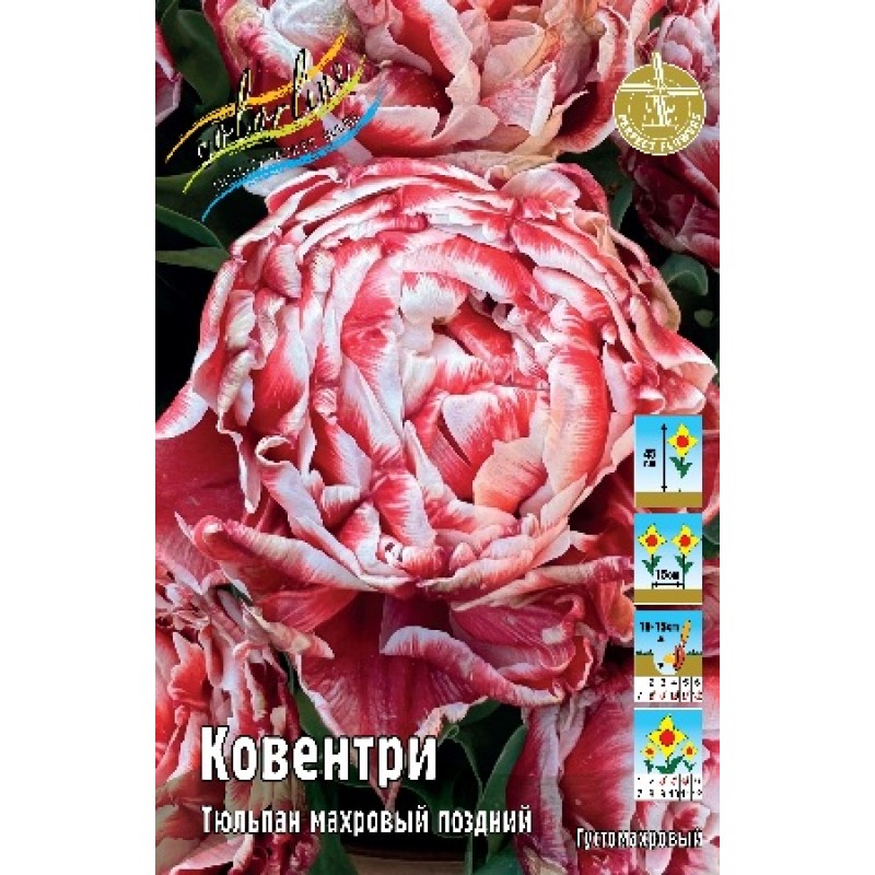 Тюльпан Ковентри (ИС) 7