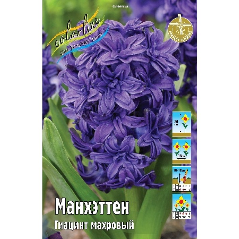 Гиацинты Манхэттен 14/15 (ИС) эконом