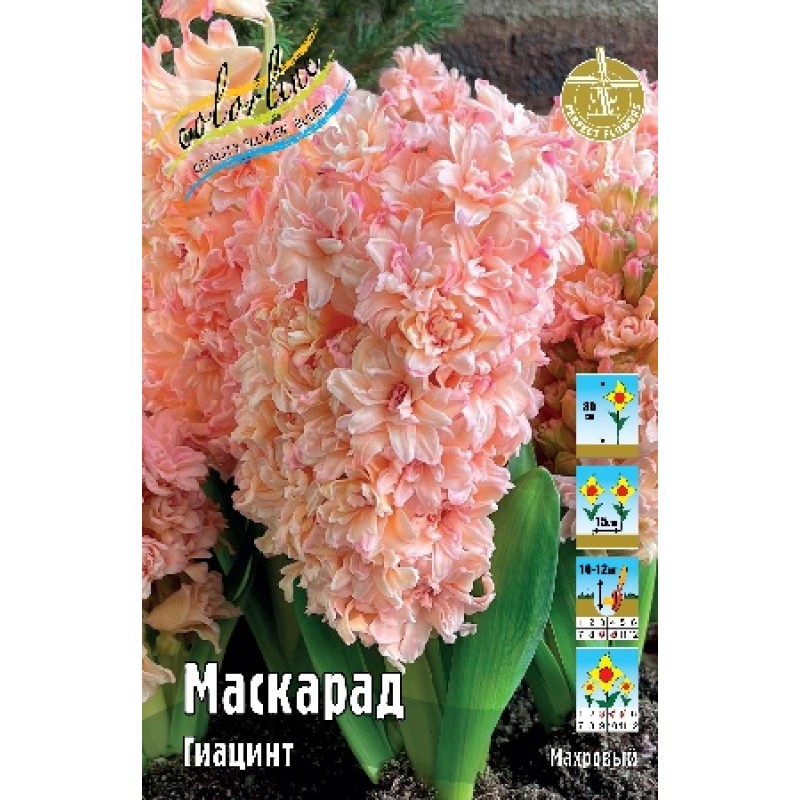 Гиацинты Маскарад (ИС) эконом
