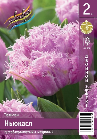Ньюкасл